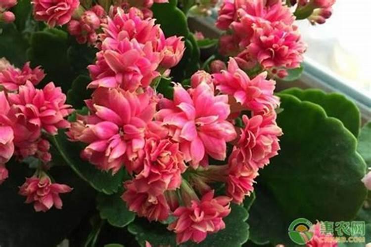 买到“懒花”品种？想让长寿花开花,记住这几个狠招