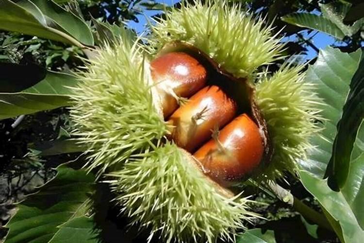 早板栗夏季什么时候施肥合适