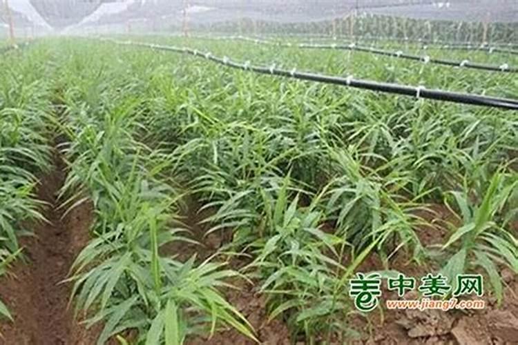 姜放土时己放肥小培土还要放肥吗