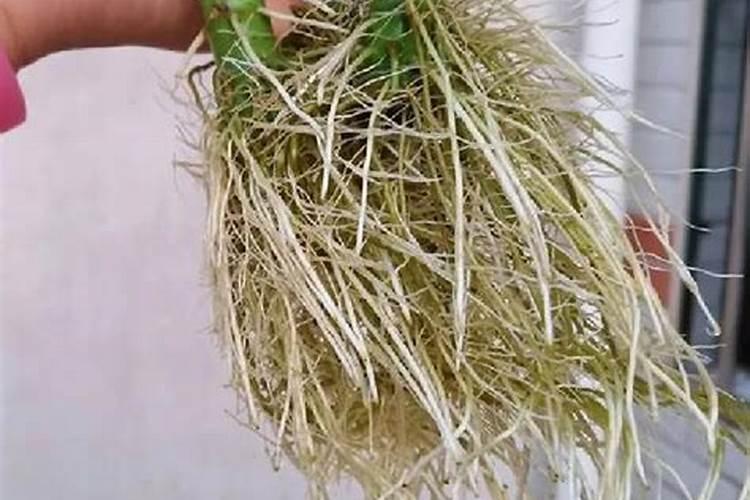 富贵竹怎么施肥