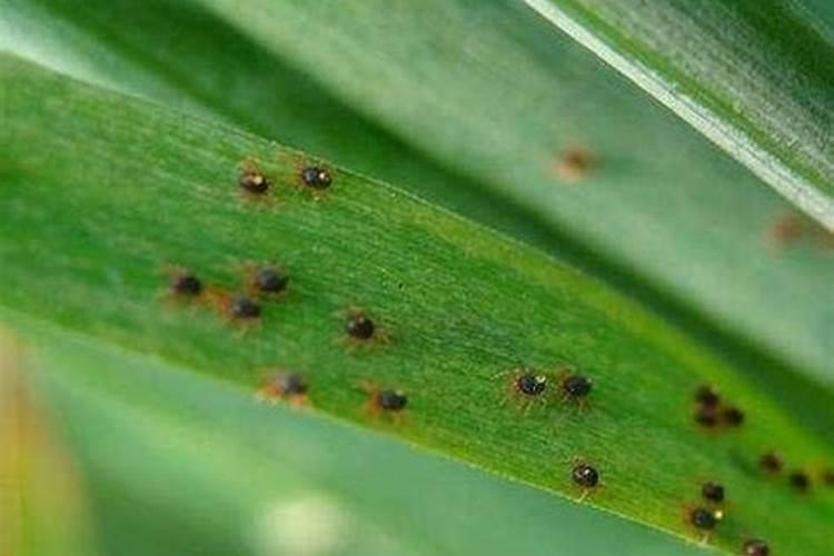 红蜘蛛危害后叶片后怎么恢复植物？