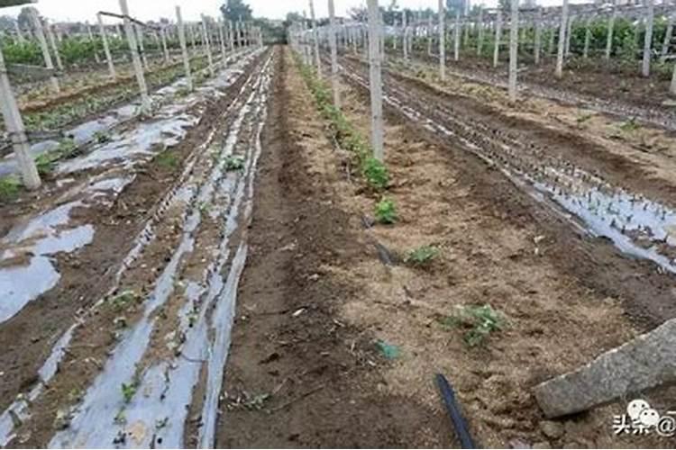 葡萄小苗用什么肥长得快