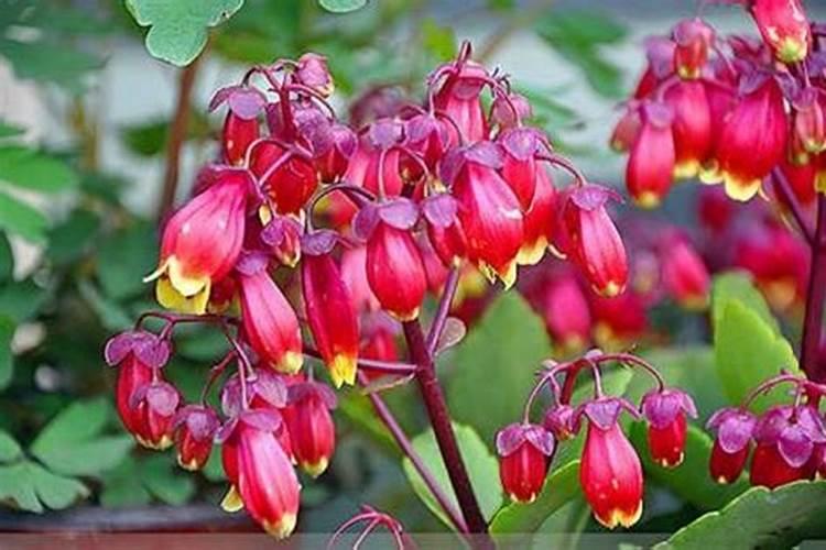 日本灯笼花的养殖方法