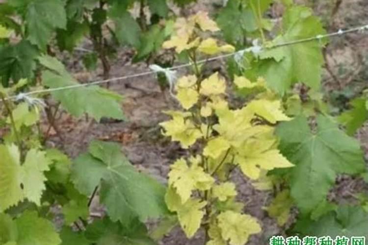 盆栽葡萄追肥需要满足什么要求