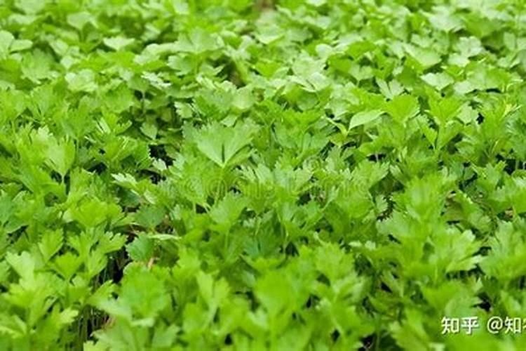 芹菜追什么肥长的快