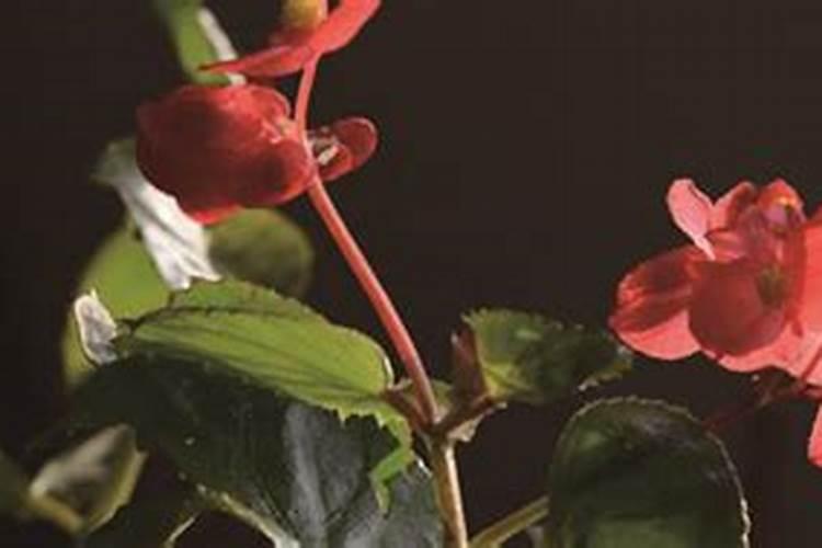 四季海棠施什么肥