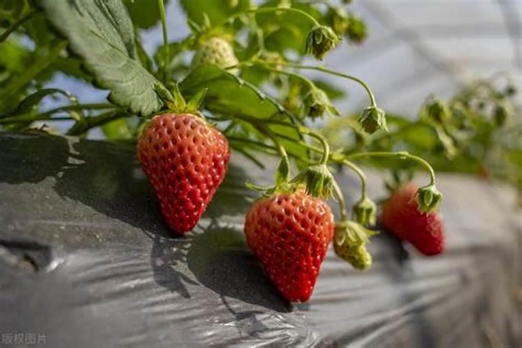 磷酸二氢钾与什么搭配最好