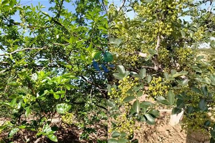 花椒花期用什么叶面肥