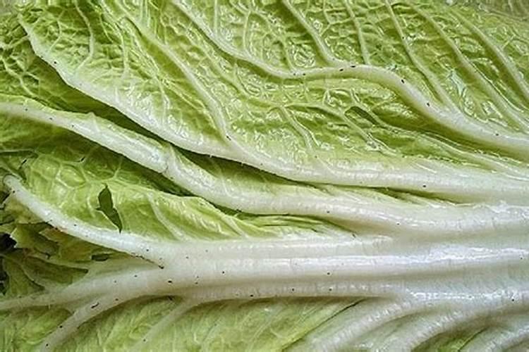 白菜叶发黄的补救方法