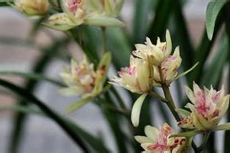 兰花春化的时间和方法