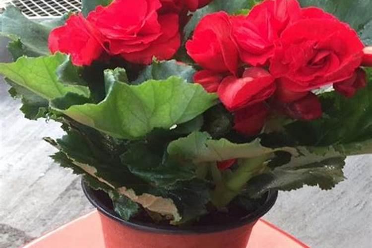 玫瑰海棠怎么养才长得好