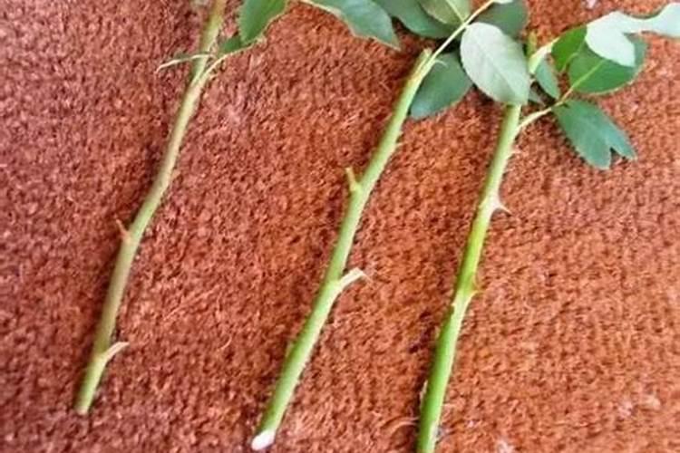 玫瑰花怎样扦插成活高