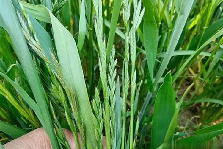 小麦拔节期打什么药最好