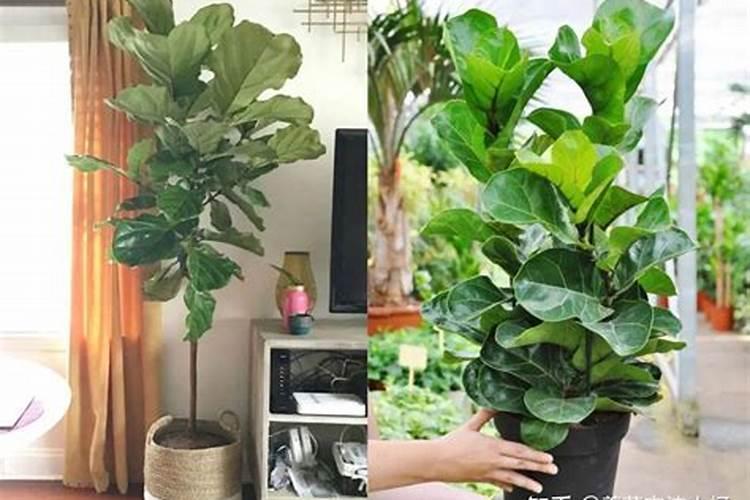 琴叶榕掉叶子长锈斑干枯脱落