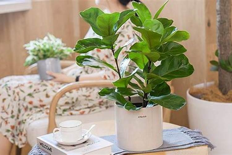 琴叶榕用什么肥料最好