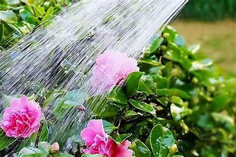 叶面肥可以浇花吗