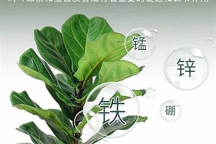 琴叶榕怎么养护