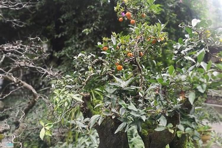 脆蜜金桔种植技术与管理 脆蜜金桔和脆皮金桔哪个好吃