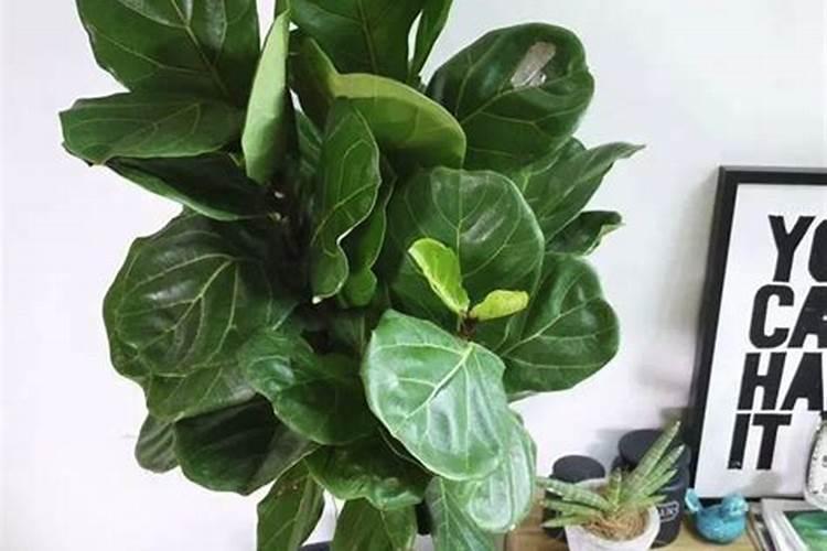 琴叶榕施什么肥最好