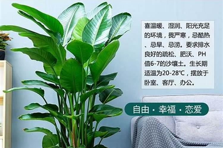 叶面肥加什么浇花最好用