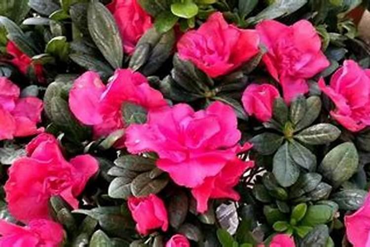 杜鹃花开花期要施肥吗？