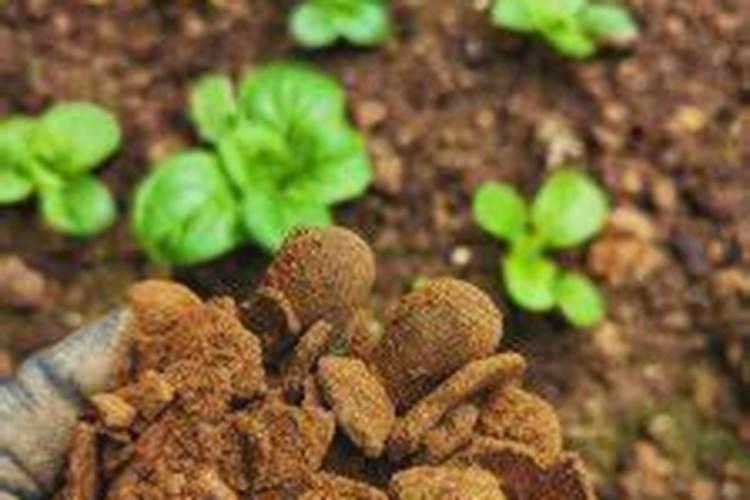 黑木耳废料可以做肥料吗？