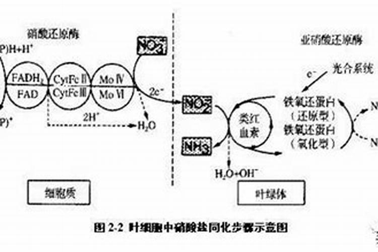 有机氮转化为氨氮原理