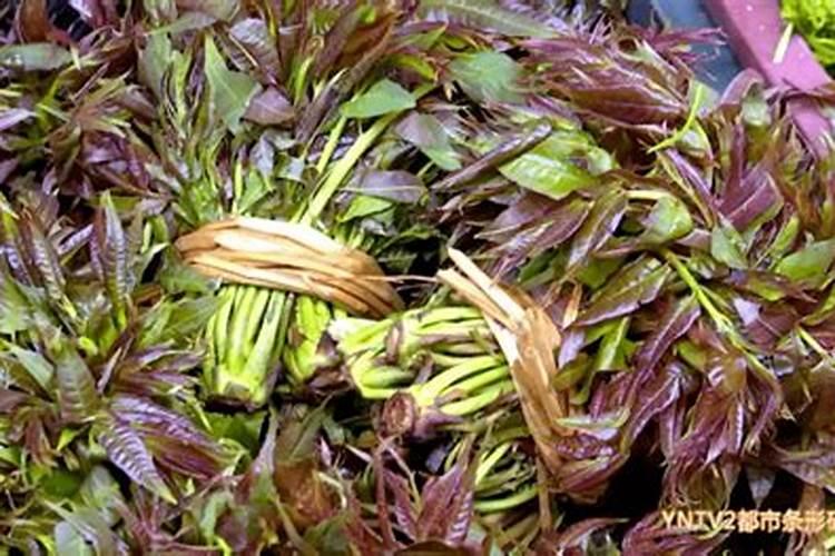 一亩香椿的利润是多少