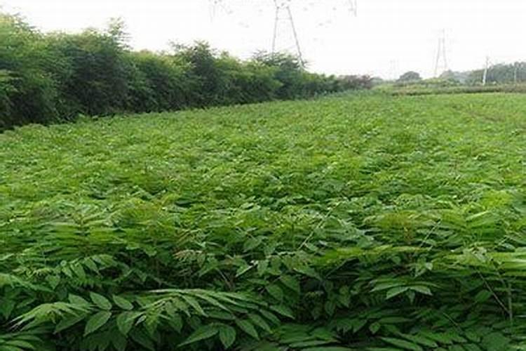 香椿立枯病都有何症状呢？如何用农药进行预防呢？