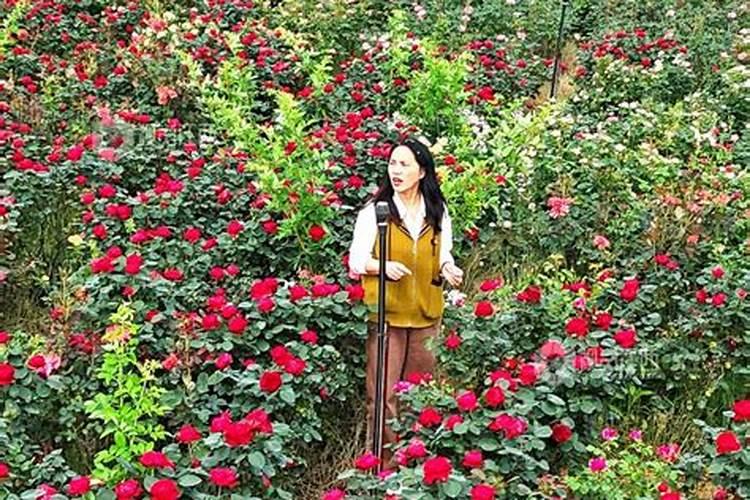 江西农用微肥木醋液哪个好