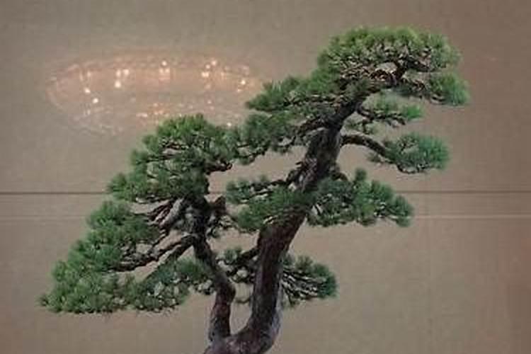 绿化地苗多久可以打叶面肥啊？