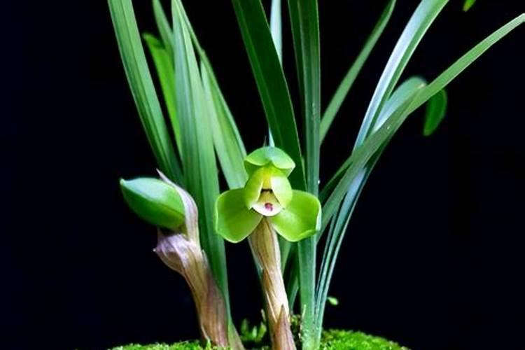 怎样补救沙糖桔环割失败？