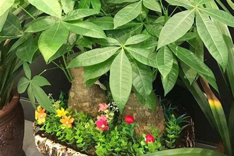 室内养的发财树多久浇一次水？需不需要下肥料的？