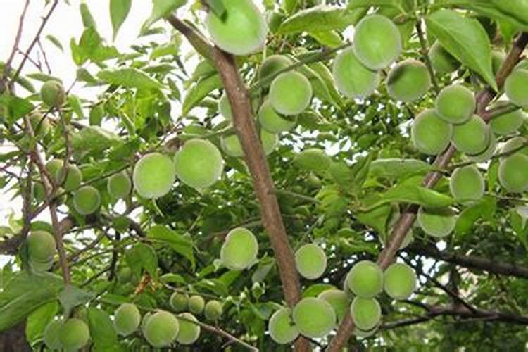 怎样做可以让桃子个头大且外观漂亮？