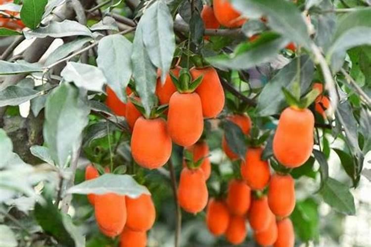 金弹子喜肥吗？喜欢施什么肥料