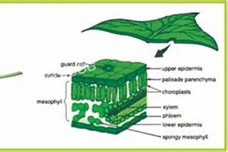 打玉米叶面肥用什么助剂好