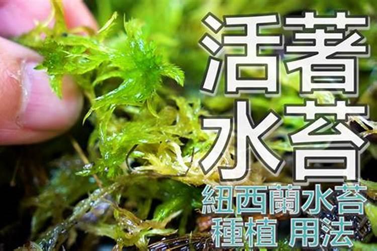 旧水苔可以通过什么方式变废为宝