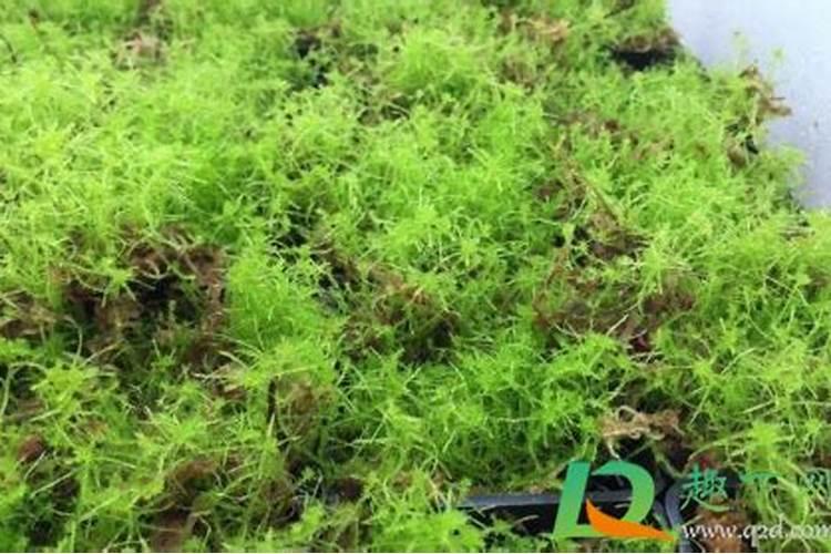 旧水苔如何废物利用