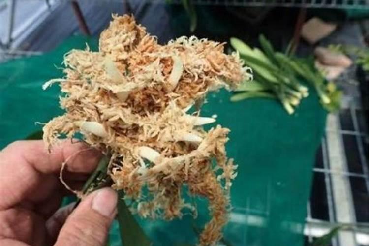 ...种蝴蝶兰能用在其他花上吗？铺土表防泥溅可以吗？或者铺在盆底排水用...