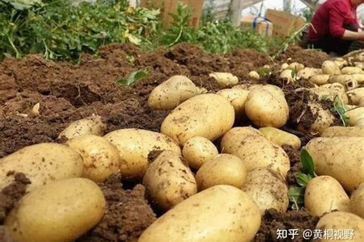 土豆最后一次施肥什么时候 如何追肥才能高产