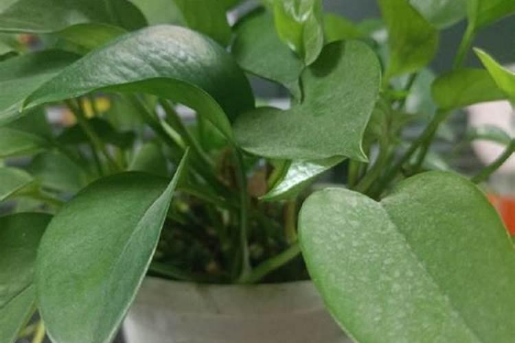 绿萝需要施什么肥,以氮肥为主、钾肥为辅(增施叶面肥)