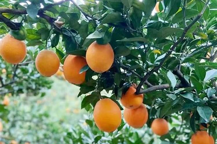 两年脐橙树怎样施肥？和管理 。请求大师