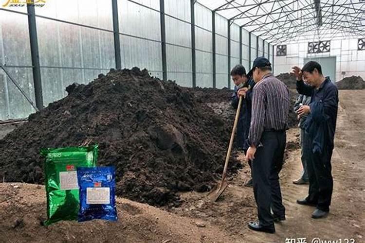 辣木树苗价格行情,2019年最新辣木苗基地批发报价