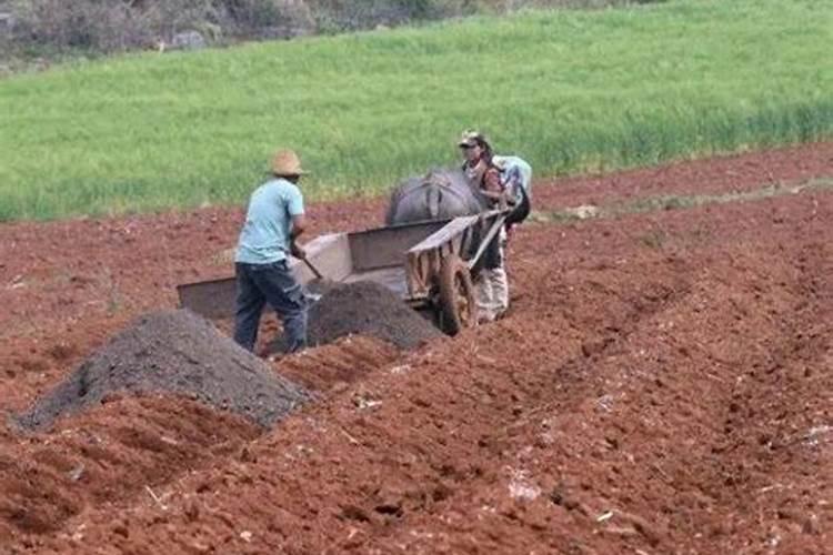 告诉你哪些肥料不能混用 不能混用的肥料介绍