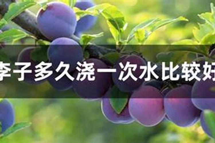 李子树苗离不开基肥(上)