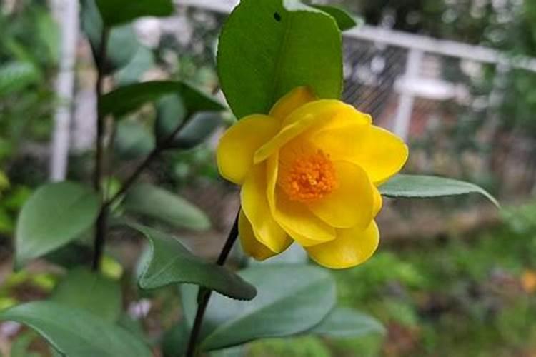 金花茶掉花蕾的原因