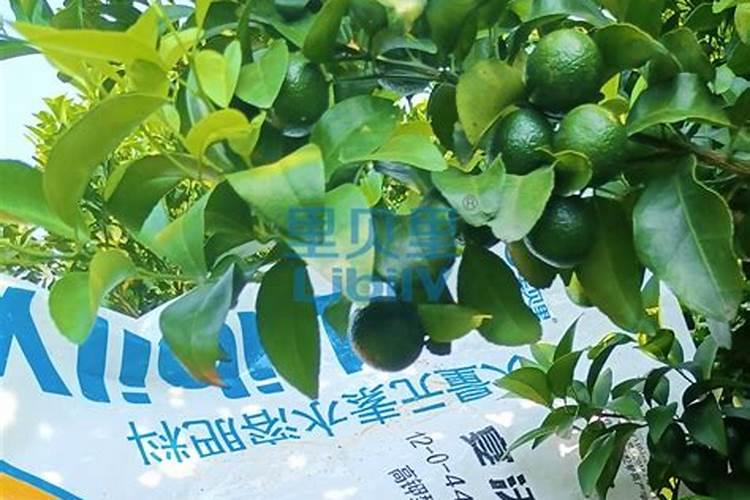 水溶肥知名品牌有哪些？