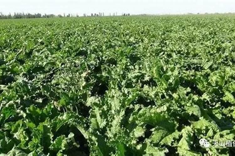 甜菜高产施肥技巧