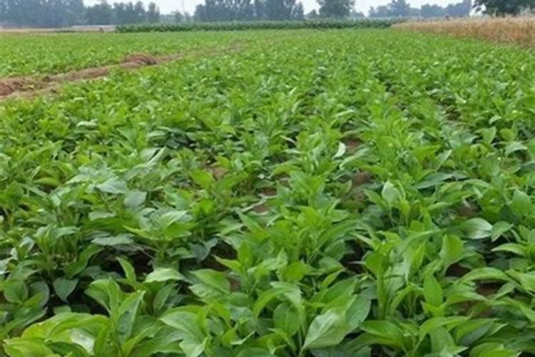 白术打过抑芽丹叶面发黄怎么办