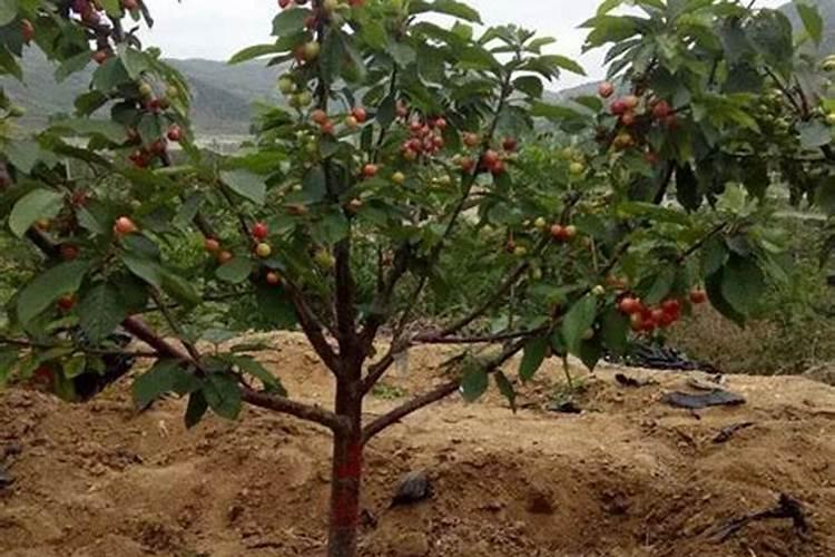 樱桃树怎样促进花芽分化,需要用什么肥料？